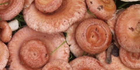 Kako zamrznuti valove za zimu u zamrzivaču kod kuće